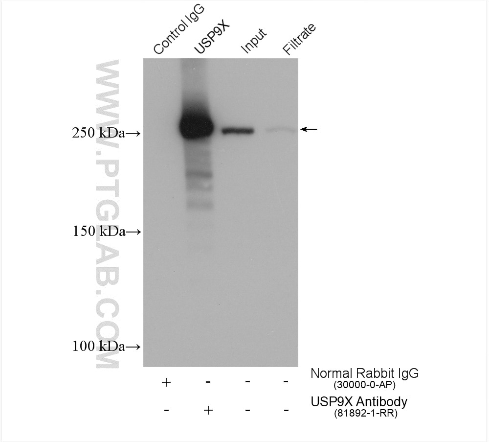 Immunoprecipitation (IP) experiment of HEK-293 cells using USP9X Recombinant antibody (81892-1-RR)