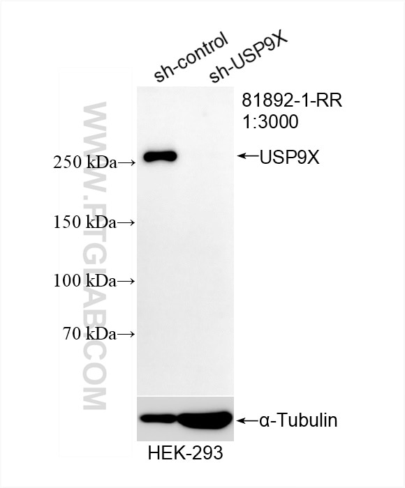 Western Blot (WB) analysis of HEK-293 cells using USP9X Recombinant antibody (81892-1-RR)