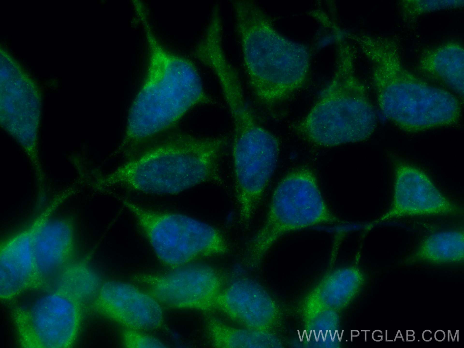 Immunofluorescence (IF) / fluorescent staining of HEK-293 cells using CoraLite® Plus 488-conjugated USP9X Polyclonal ant (CL488-55054)