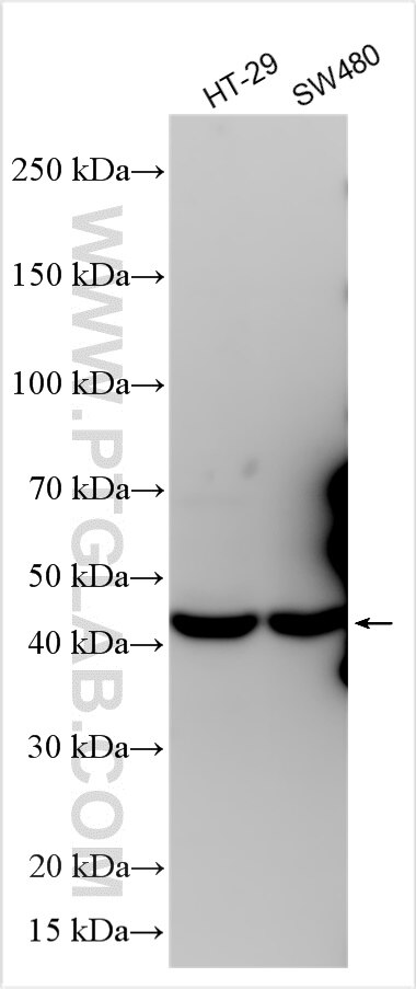 Western Blot (WB) analysis of various lysates using UST Polyclonal antibody (27578-1-AP)