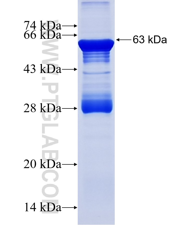 UST fusion protein Ag25483 SDS-PAGE