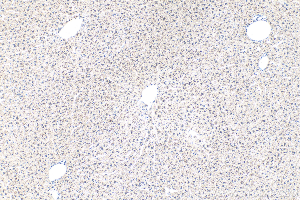 Immunohistochemistry (IHC) staining of rat liver tissue using UTF1 Polyclonal antibody (30456-1-AP)