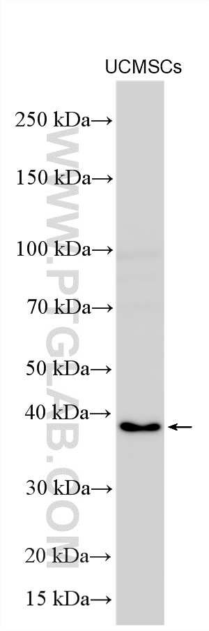 Western Blot (WB) analysis of various lysates using UTF1 Polyclonal antibody (30456-1-AP)