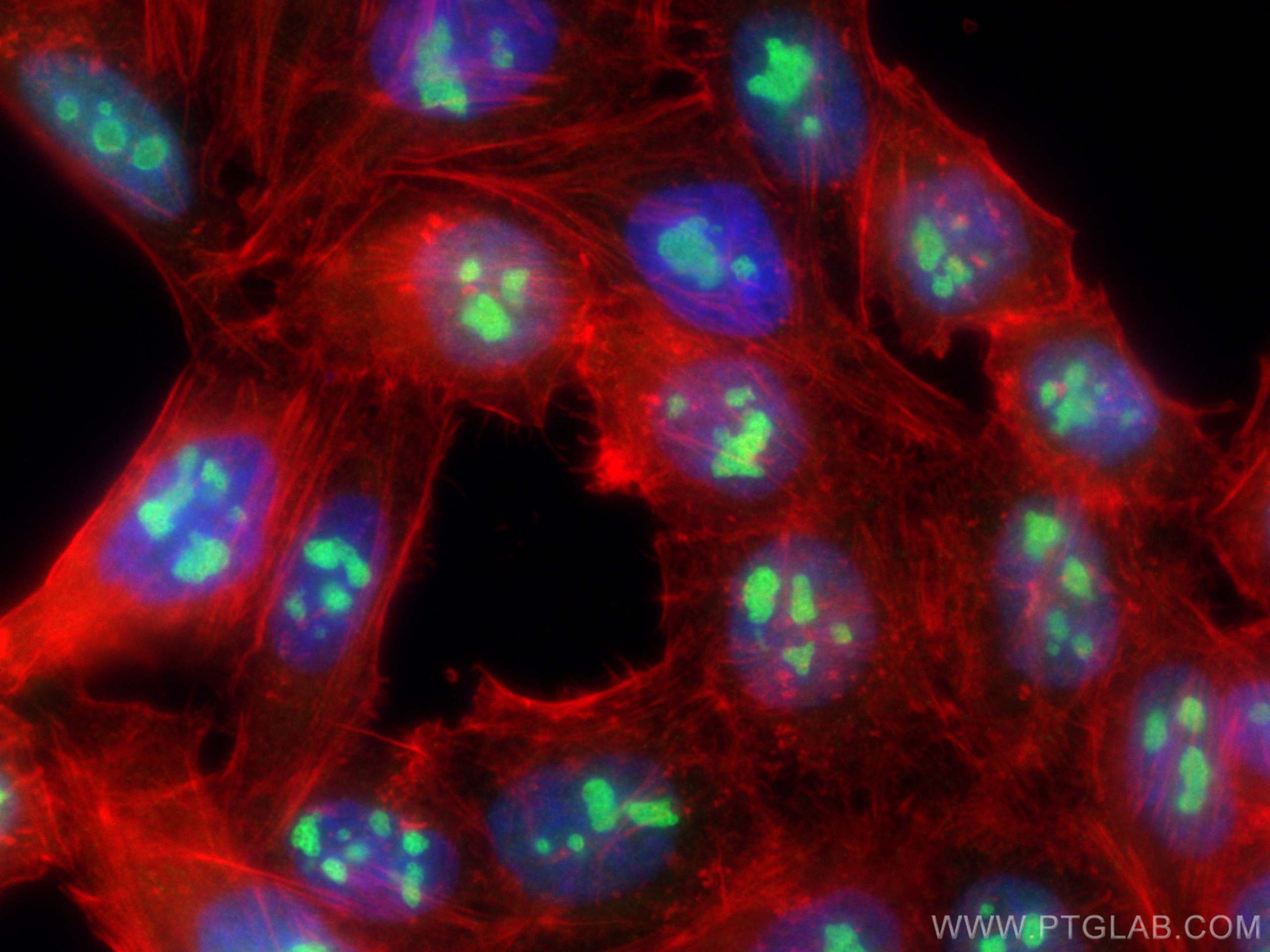 Immunofluorescence (IF) / fluorescent staining of HepG2 cells using UTP14A Polyclonal antibody (11474-1-AP)