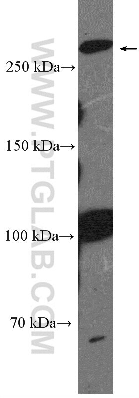 WB analysis of HepG2 using 18830-1-AP