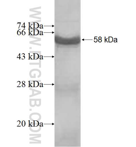 UTP23 fusion protein Ag8609 SDS-PAGE