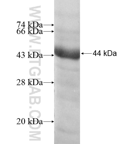 UTP3 fusion protein Ag13454 SDS-PAGE