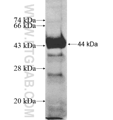 UTP6 fusion protein Ag11327 SDS-PAGE