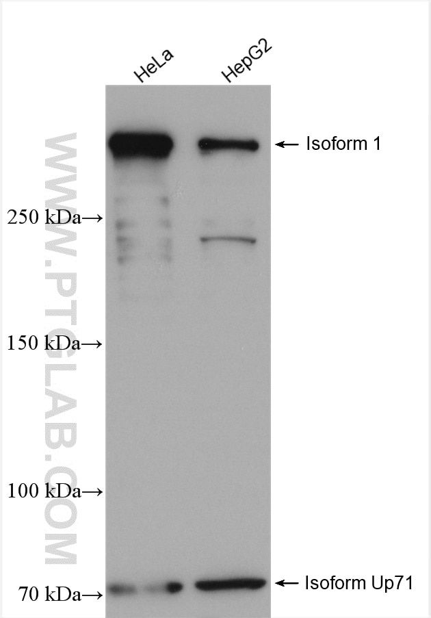Western Blot (WB) analysis of various lysates using UTRN Polyclonal antibody (27948-1-AP)