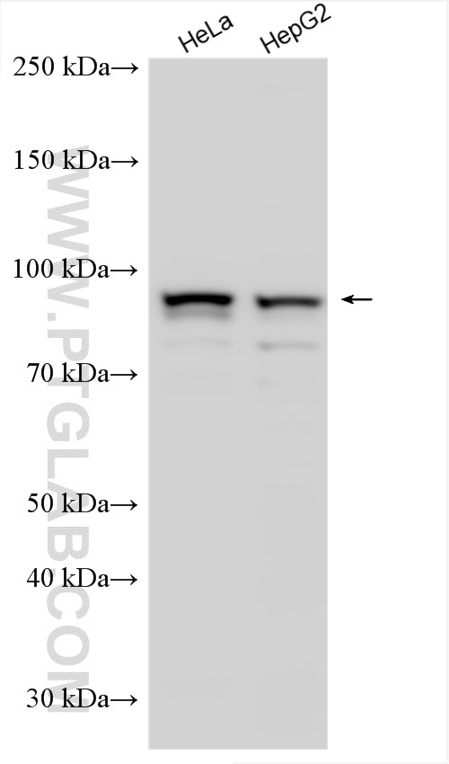 Western Blot (WB) analysis of various lysates using UVRAG Polyclonal antibody (29190-1-AP)