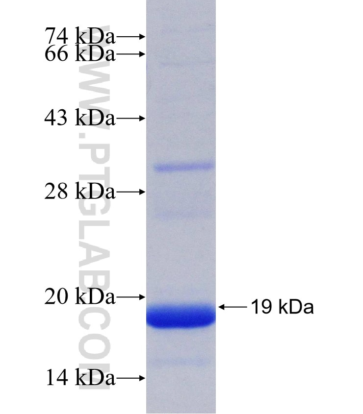 UVRAG fusion protein Ag30648 SDS-PAGE