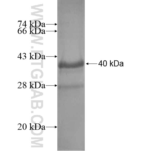 UVRAG fusion protein Ag13716 SDS-PAGE