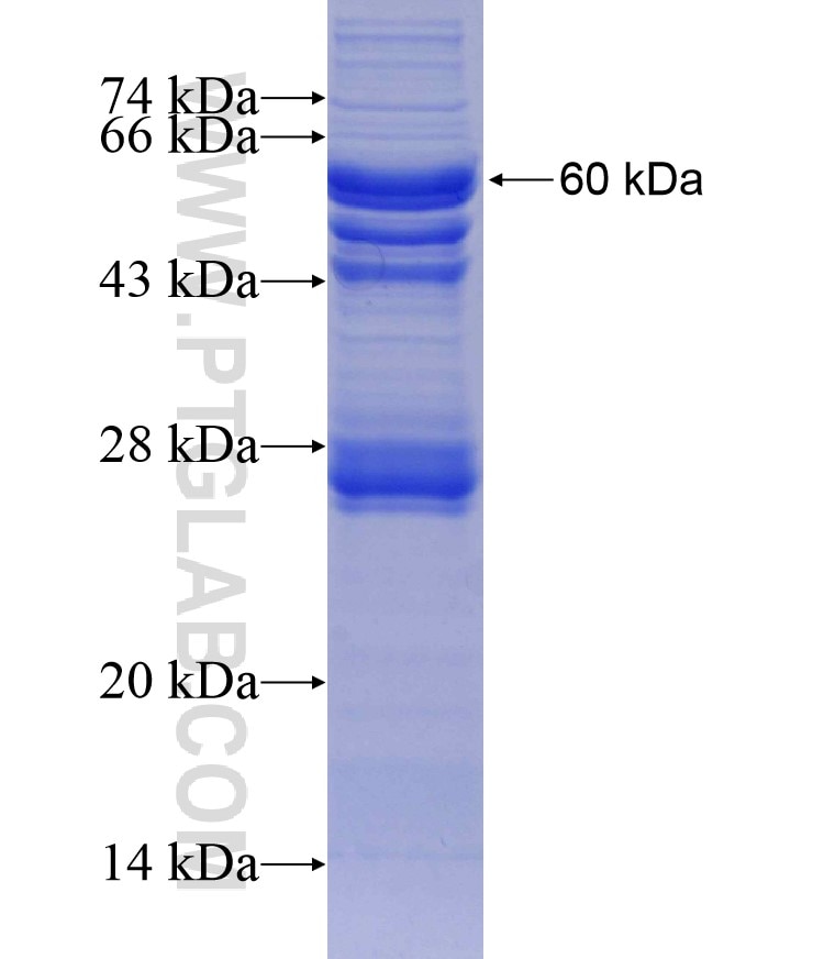 UVRAG fusion protein Ag13765 SDS-PAGE