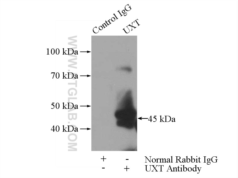 Immunoprecipitation (IP) experiment of mouse brain tissue using UXT Polyclonal antibody (11047-1-AP)