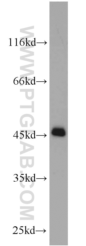 Western Blot (WB) analysis of mouse brain tissue using UXT Polyclonal antibody (11047-1-AP)