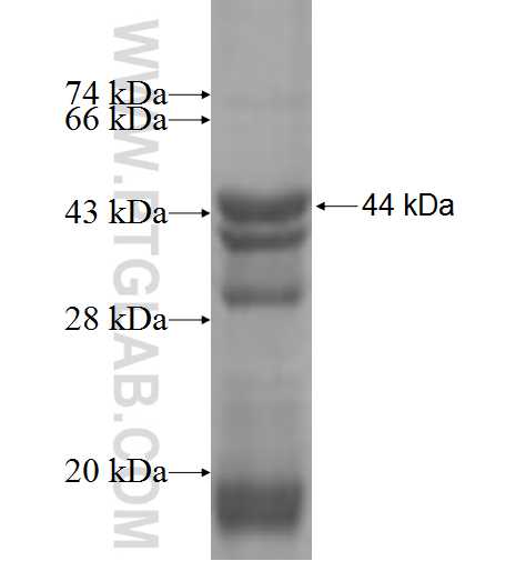UXT fusion protein Ag1513 SDS-PAGE