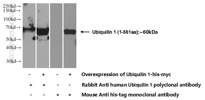 WB analysis of Transfected HEK-293 using 22126-1-AP