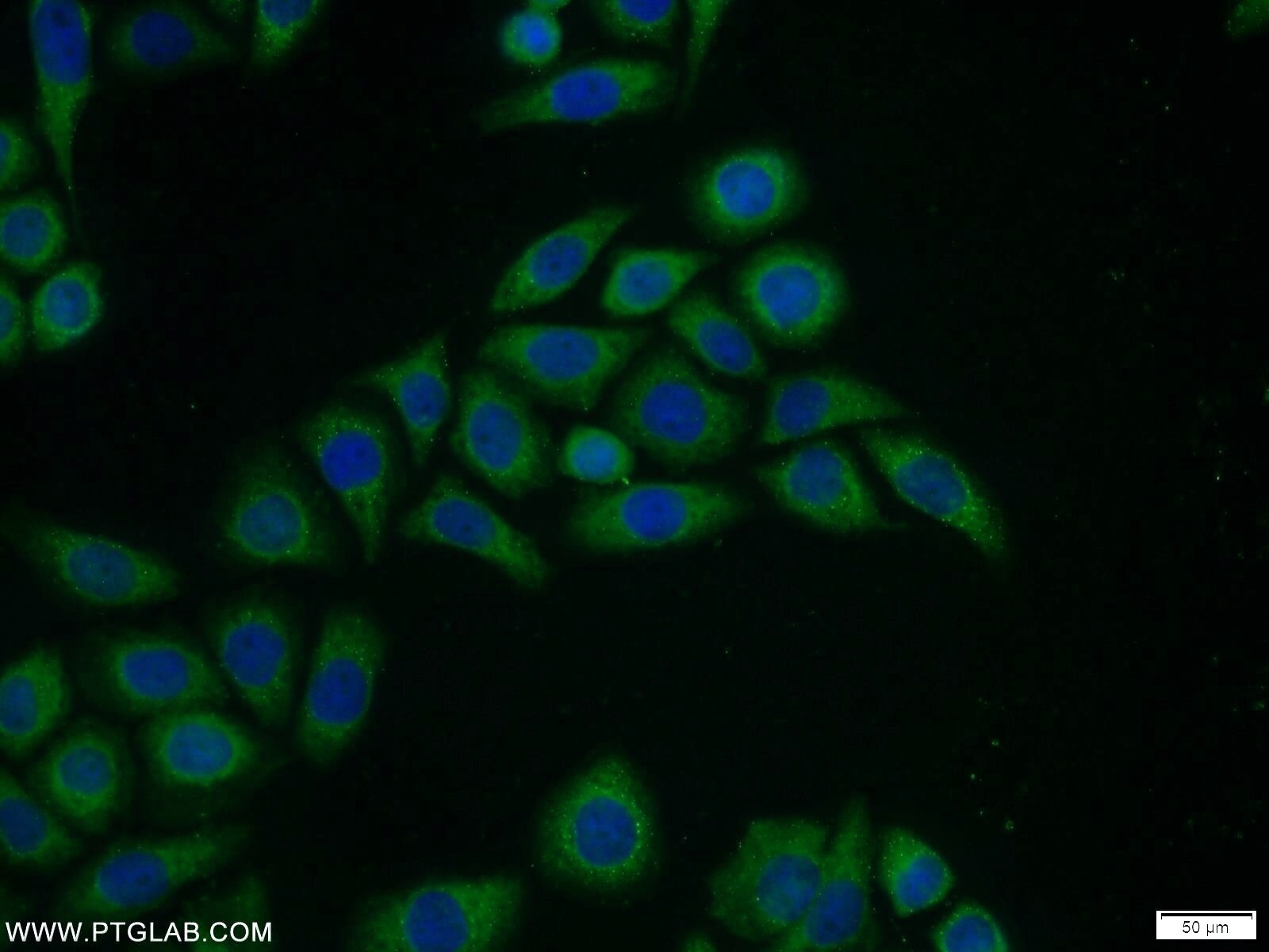 IF Staining of PC-3 using 23516-1-AP