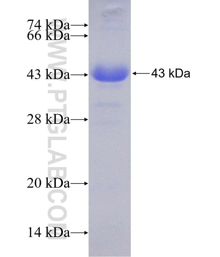 Ubiquilin 2 fusion protein Ag10253 SDS-PAGE