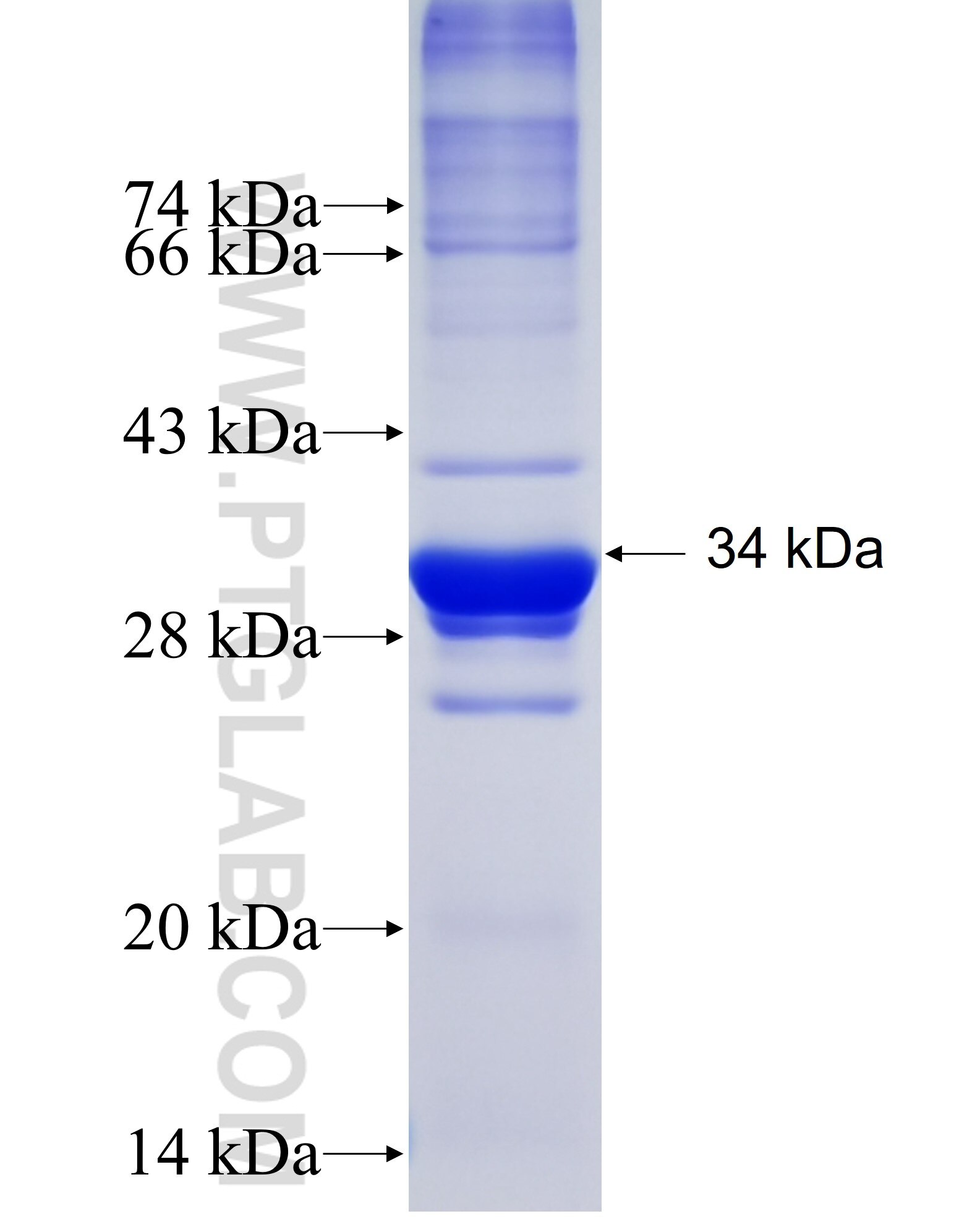 Ucp1 fusion protein Ag38217 SDS-PAGE