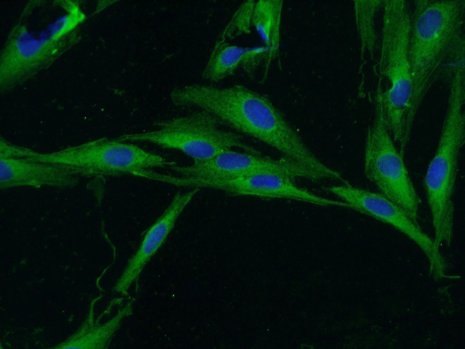 Immunofluorescence (IF) / fluorescent staining of MDCK cells using Unc119b Polyclonal antibody (26201-1-AP)
