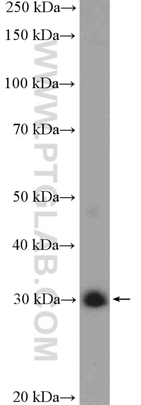 Western Blot (WB) analysis of MDCK cells using Unc119b Polyclonal antibody (26201-1-AP)