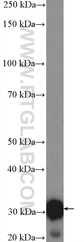 Western Blot (WB) analysis of mouse kidney tissue using Unc119b Polyclonal antibody (26201-1-AP)