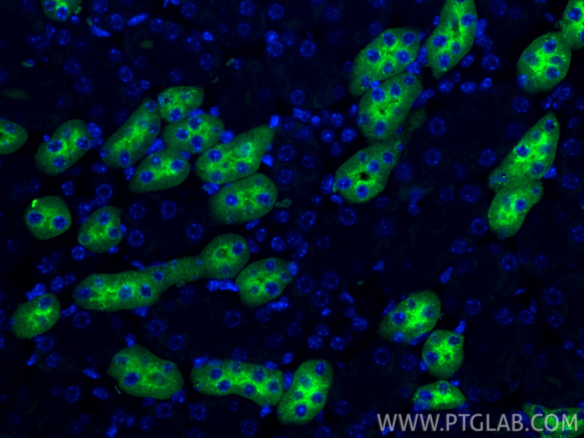 Immunofluorescence (IF) / fluorescent staining of mouse kidney tissue using CoraLite® Plus 488-conjugated Uromodulin Recombina (CL488-85597-4)