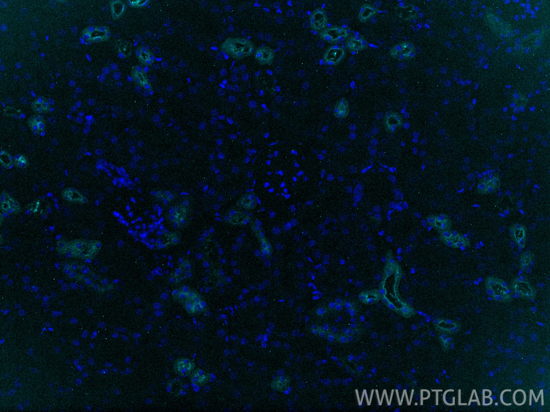 Immunofluorescence (IF) / fluorescent staining of mouse kidney tissue using CoraLite® Plus 750-conjugated Uromodulin Recombina (CL750-85597-4)