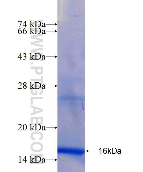 Uteroglobin fusion protein Ag26315 SDS-PAGE