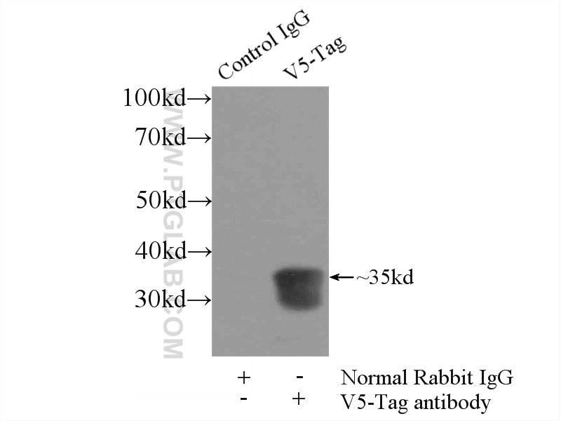 Immunoprecipitation (IP) experiment of Recombinant protein using V5-tag Polyclonal antibody (14440-1-AP)