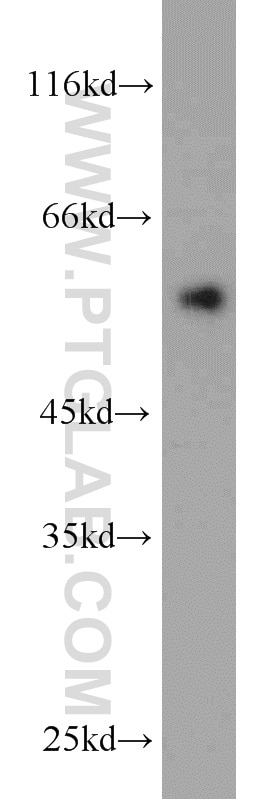 Western Blot (WB) analysis of Recombinant protein using V5-tag Polyclonal antibody (14440-1-AP)