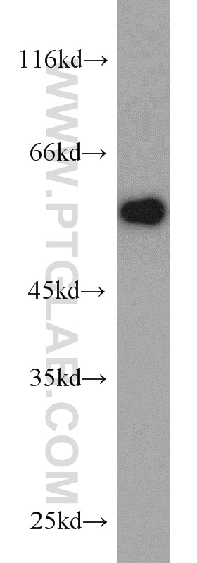 Western Blot (WB) analysis of Recombinant protein using V5-tag Polyclonal antibody (14440-1-AP)