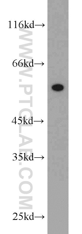 Western Blot (WB) analysis of Recombinant protein using V5-tag Polyclonal antibody (14440-1-AP)