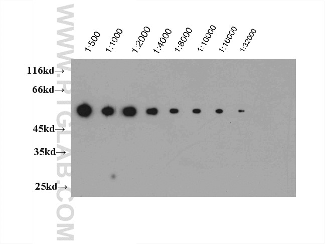 WB analysis of Recombinant protein using 14440-1-AP