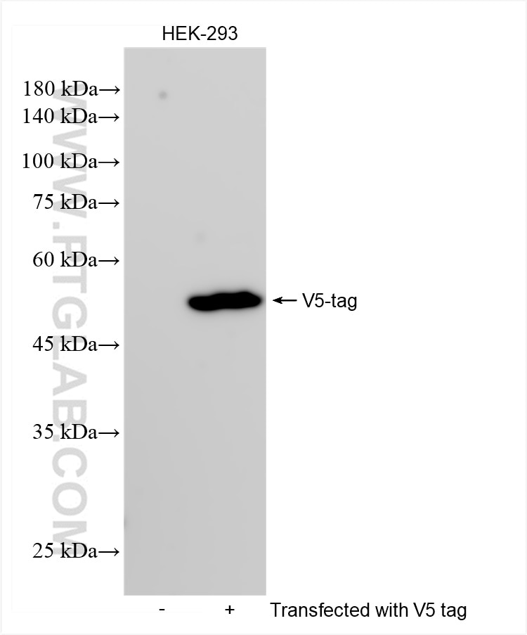 Western Blot (WB) analysis of various lysates using V5-tag Recombinant antibody (81775-4-RR)