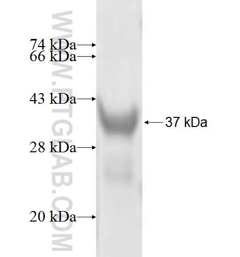VAMP1 fusion protein Ag3787 SDS-PAGE