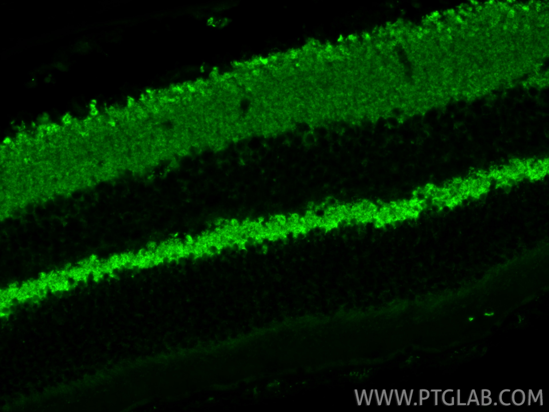 Immunofluorescence (IF) / fluorescent staining of mouse eye tissue using VAMP2 Polyclonal antibody (10135-1-AP)
