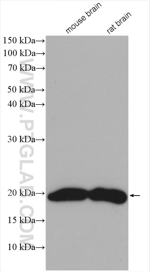 Western Blot (WB) analysis of various lysates using VAMP2 Polyclonal antibody (10135-1-AP)