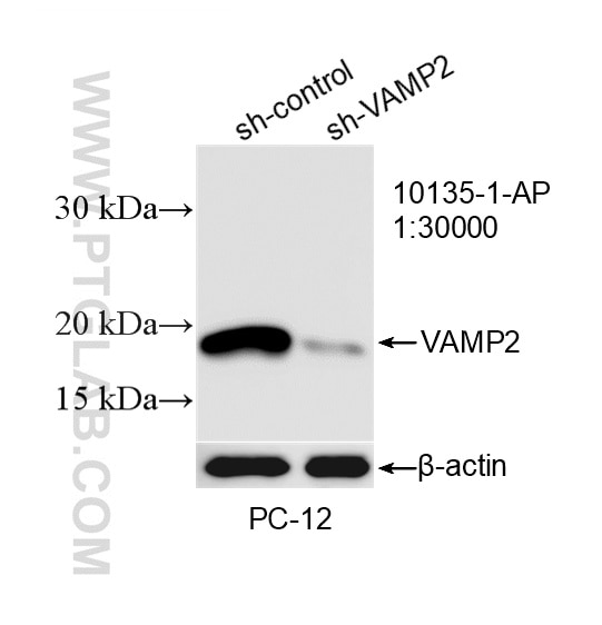 Western Blot (WB) analysis of PC-12 cells using VAMP2 Polyclonal antibody (10135-1-AP)
