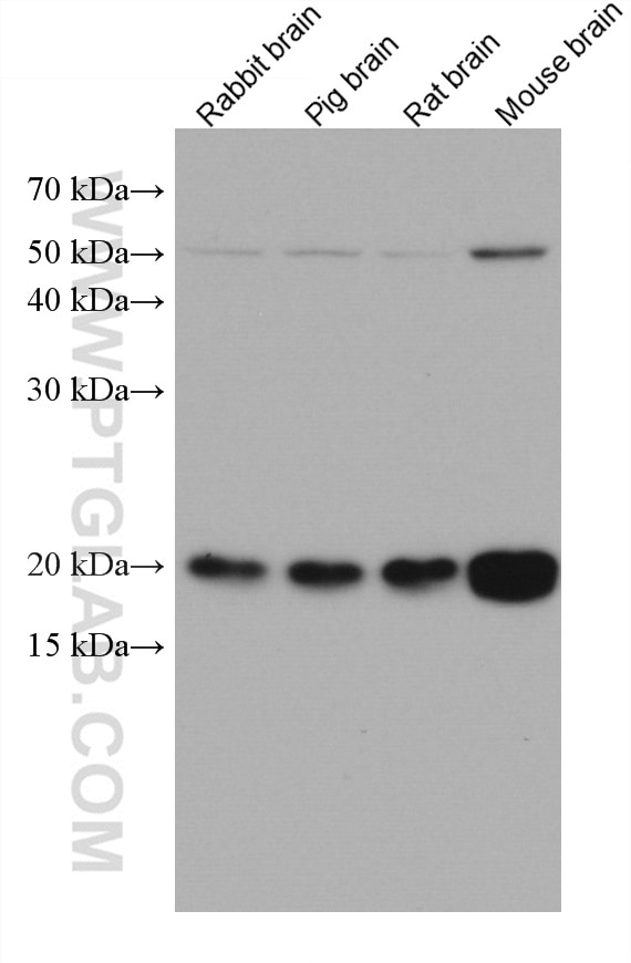 Western Blot (WB) analysis of various lysates using VAMP2 Monoclonal antibody (67822-1-Ig)