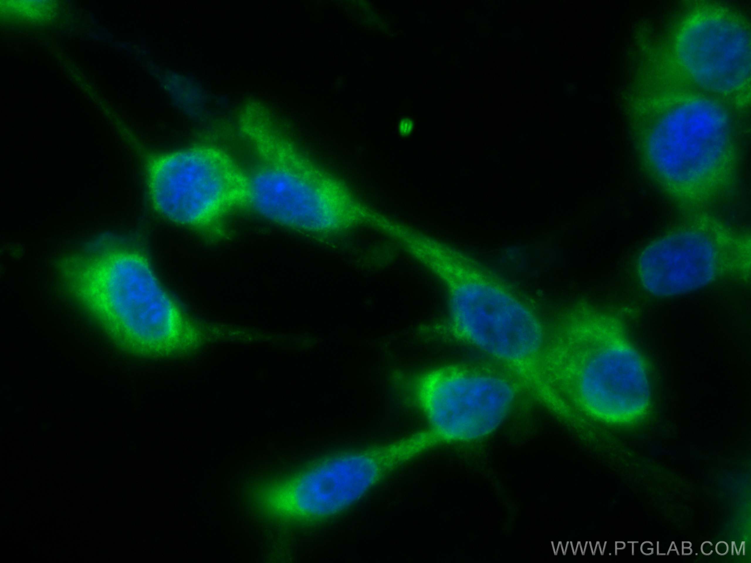 Immunofluorescence (IF) / fluorescent staining of U-87 MG cells using CoraLite® Plus 488-conjugated VAMP2 Monoclonal ant (CL488-67822)