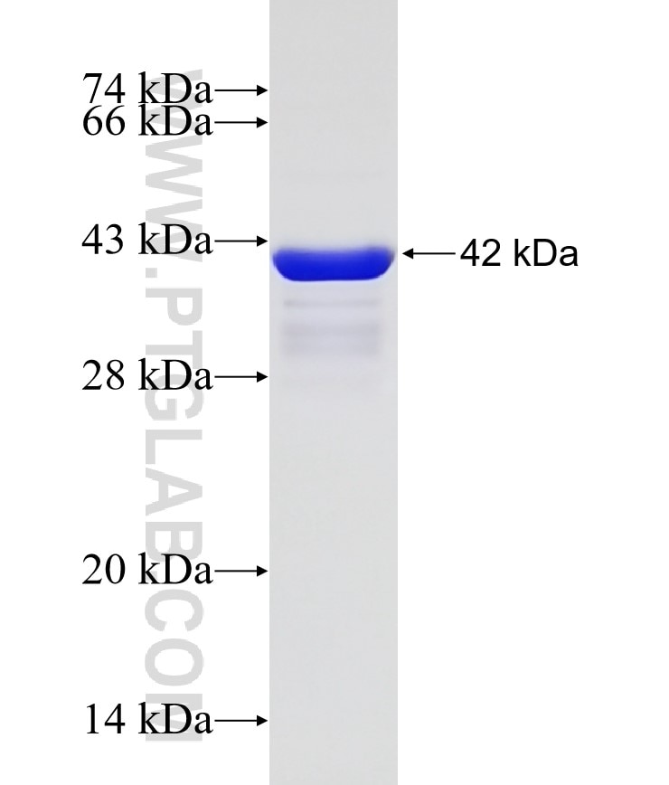 VAMP2 fusion protein Ag0179 SDS-PAGE