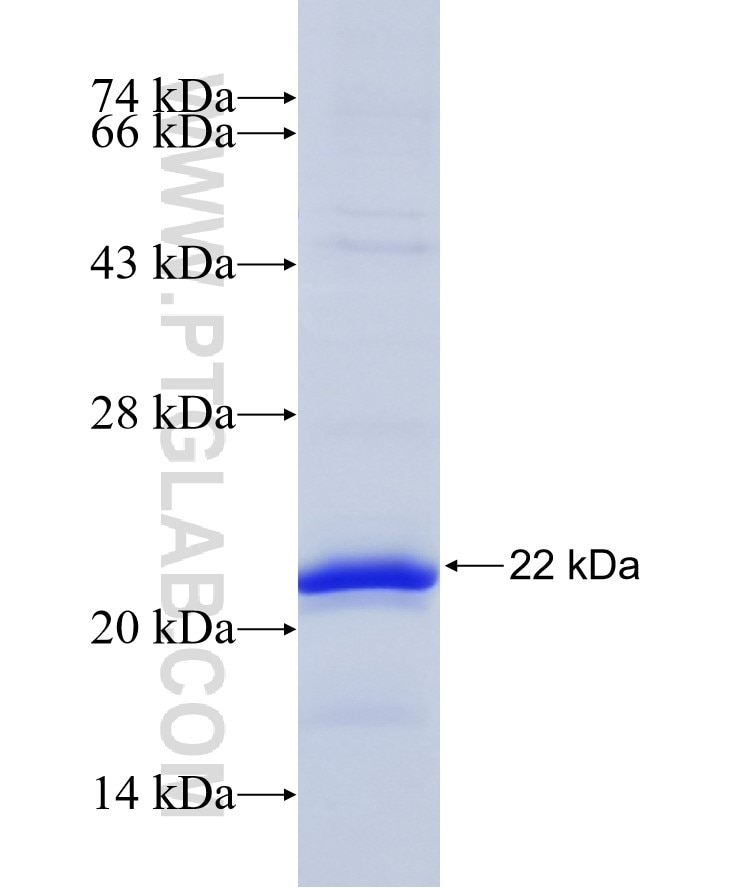 VAMP2 fusion protein Ag17908 SDS-PAGE