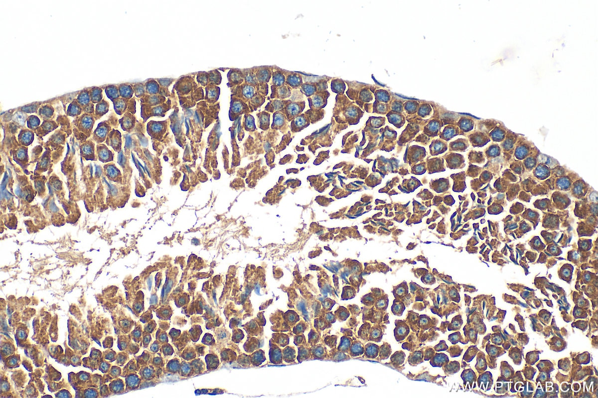 Immunohistochemistry (IHC) staining of mouse testis tissue using VAMP3/Cellubrevin Polyclonal antibody (10702-1-AP)