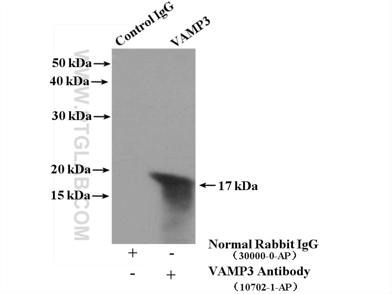 Immunoprecipitation (IP) experiment of HEK-293 cells using VAMP3/Cellubrevin Polyclonal antibody (10702-1-AP)
