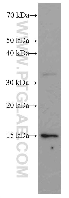 Western Blot (WB) analysis of HEK-293 cells using VAMP3/Cellubrevin Monoclonal antibody (66488-1-Ig)