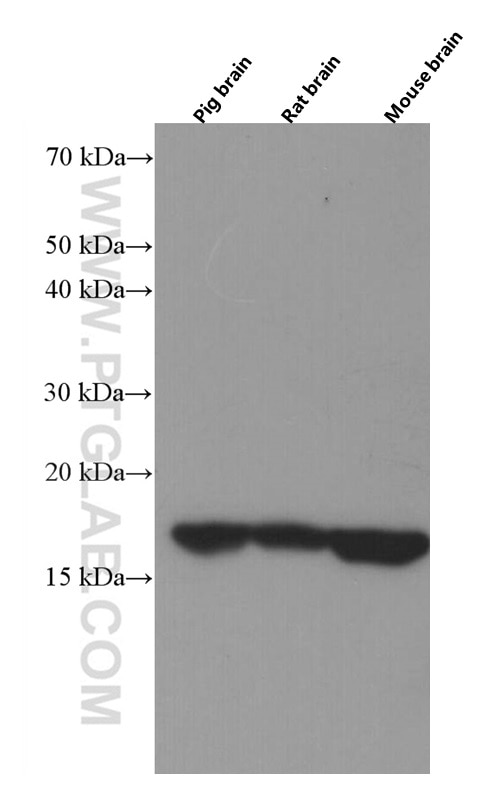 Western Blot (WB) analysis of pig brain tissue using VAMP3/Cellubrevin Monoclonal antibody (66488-1-Ig)