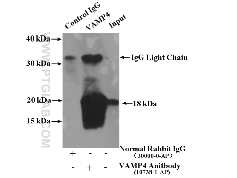 Immunoprecipitation (IP) experiment of mouse brain tissue using VAMP4 Polyclonal antibody (10738-1-AP)