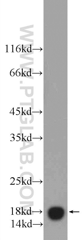 Western Blot (WB) analysis of mouse testis tissue using VAMP4 Polyclonal antibody (10738-1-AP)